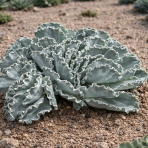 Kotyledón vlnitý (Cotyledon Undulata) - výška 20-30 cm, ⌀ 25-30 cm, kont. C5L